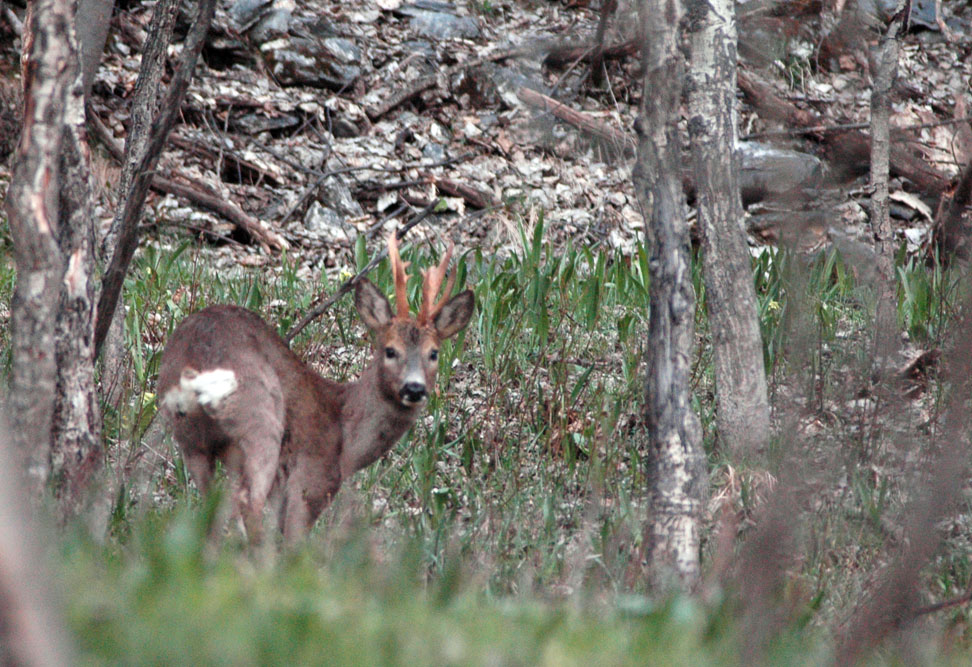 Il Capriolo